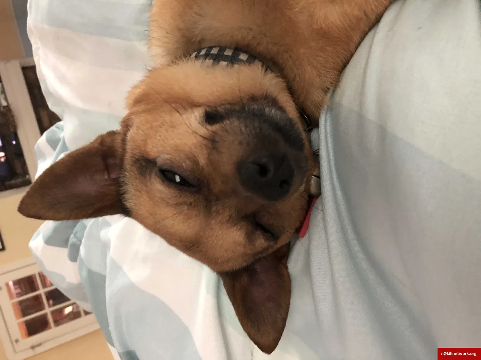 Lost dog in Mocksville, NC, 27028