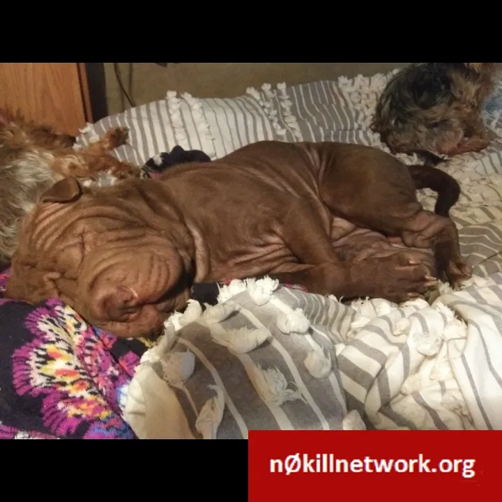 Lost dog in Kingston, GA, 30145