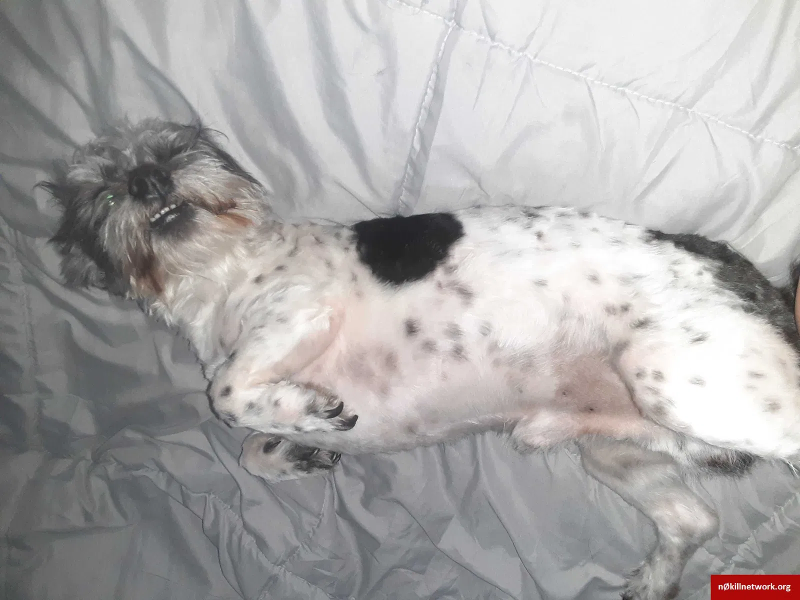 Lost dog in Phoenix, AZ, 85017
