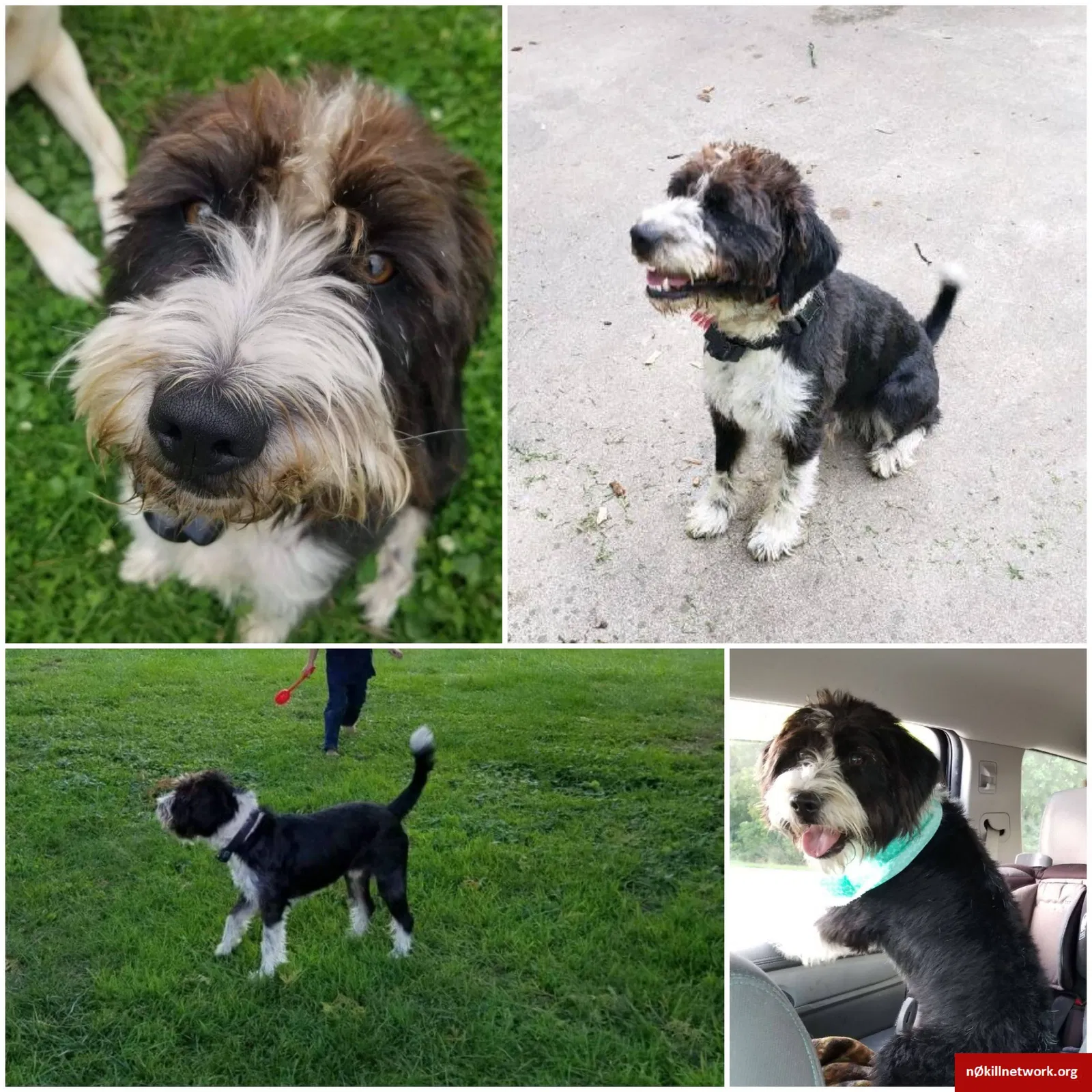 Lost dog in Birch Run, MI, 48415