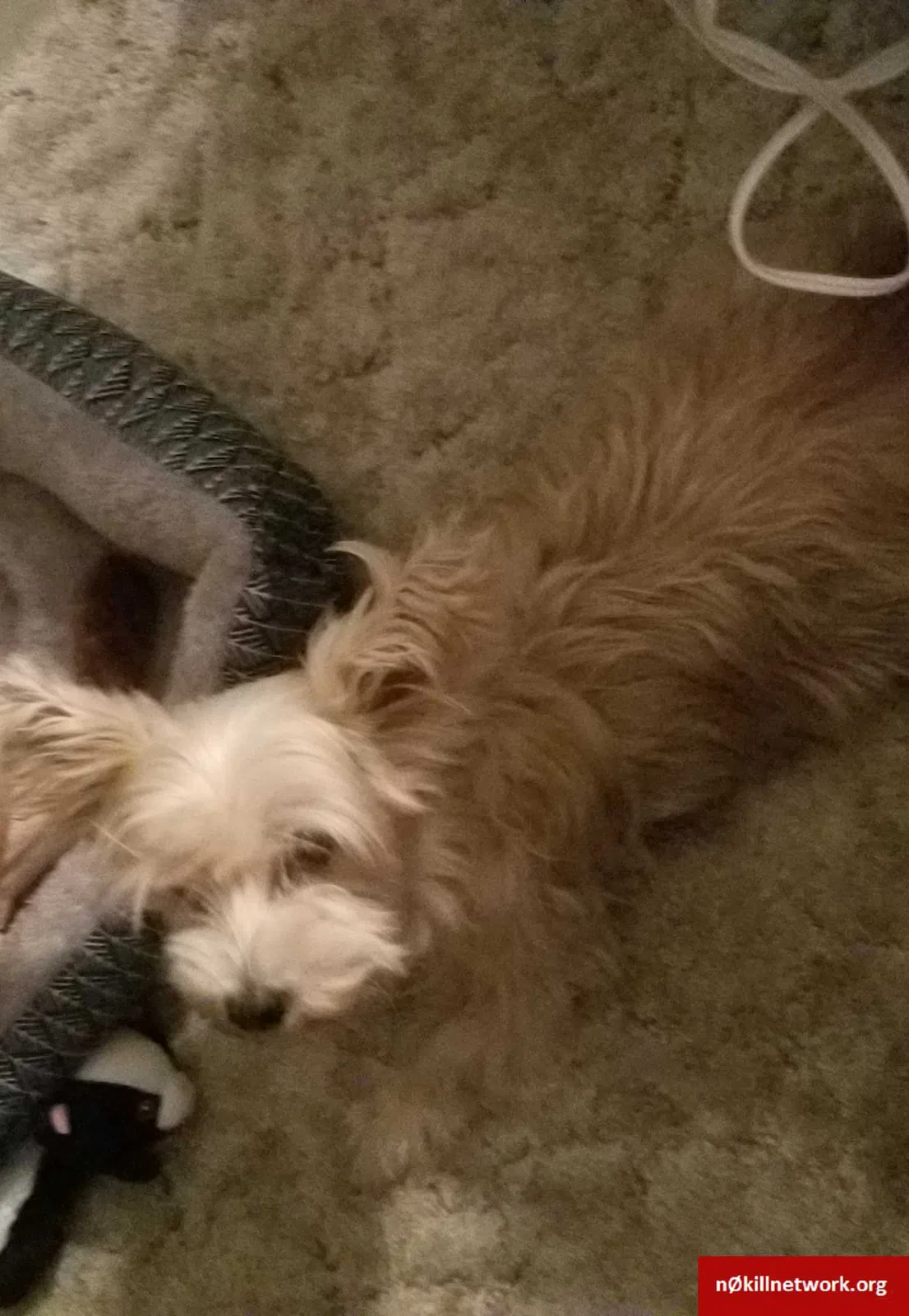 Lost dog in San Angelo, TX, 76904