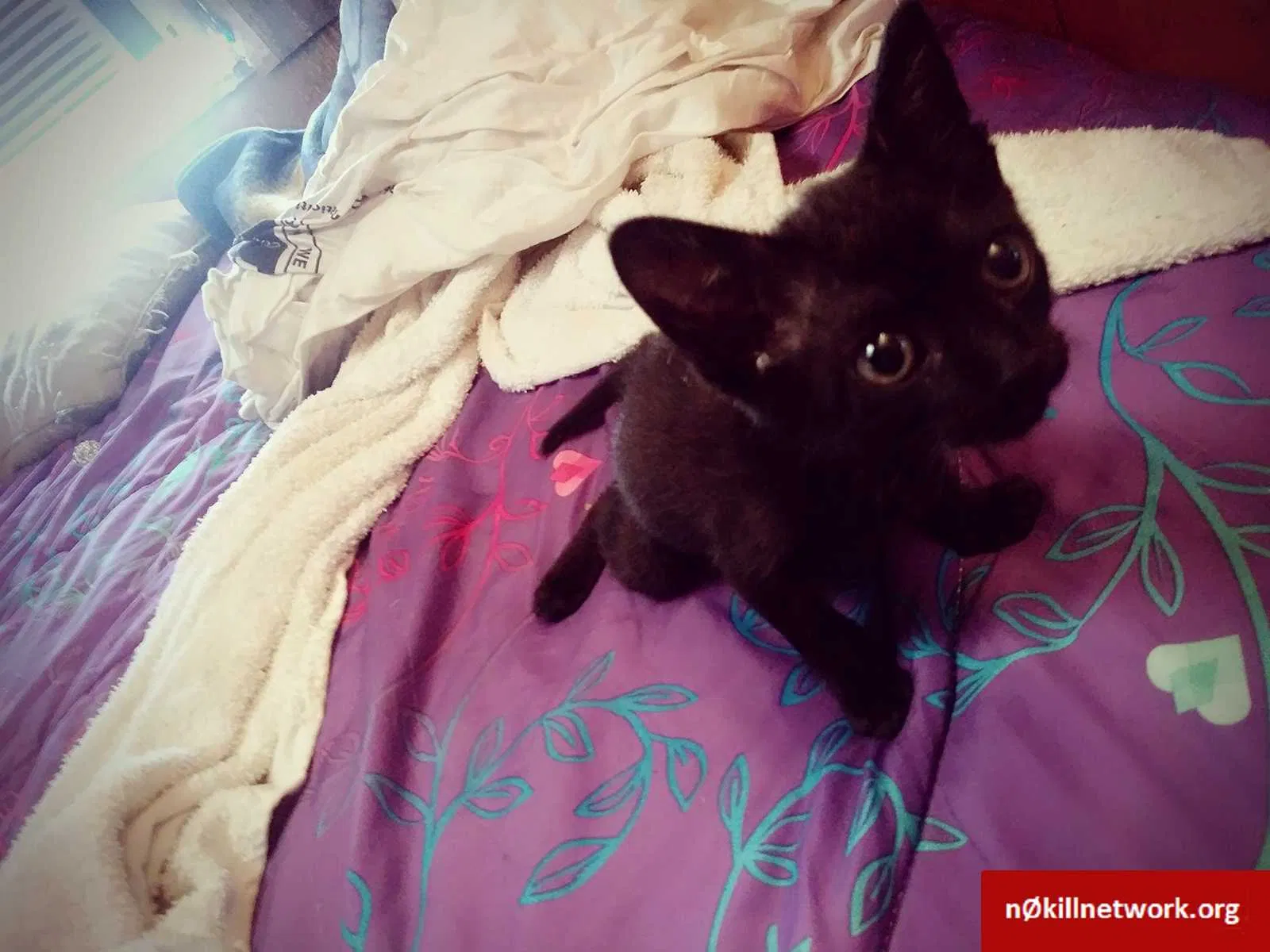 Lost cat in Fresno, CA, 93650