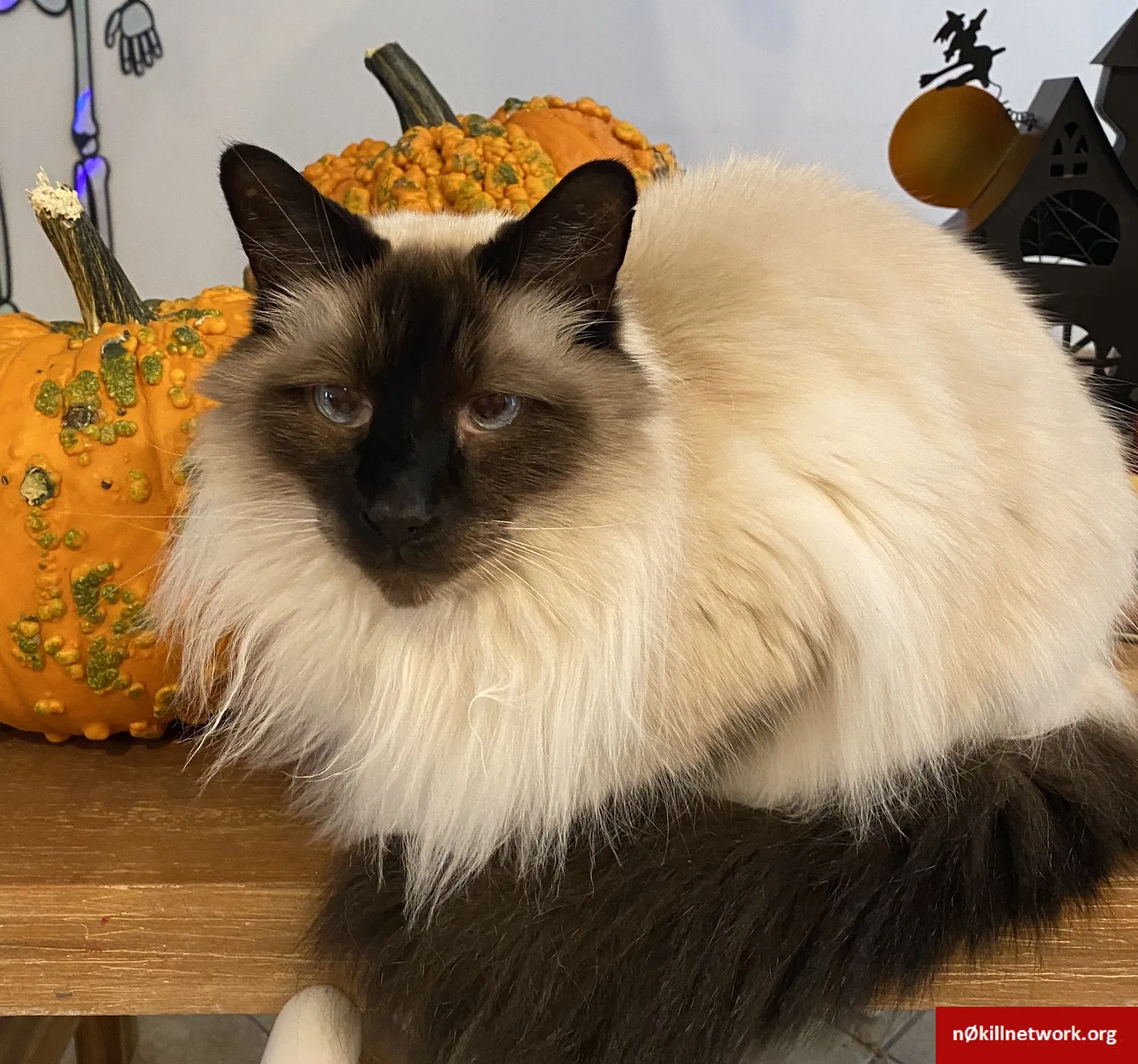 Lost cat in Orlando, FL, 32814