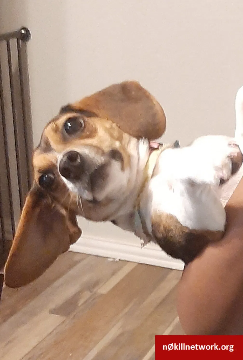 Lost dog in Bentonville, AR, 72712