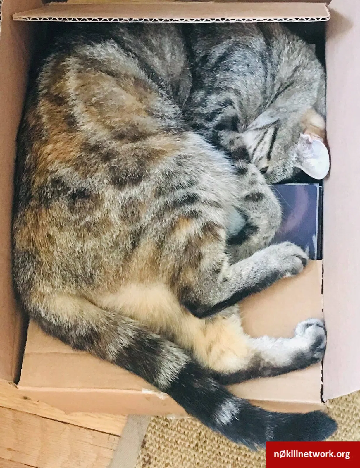 Lost cat in Oakland, CA, 94619