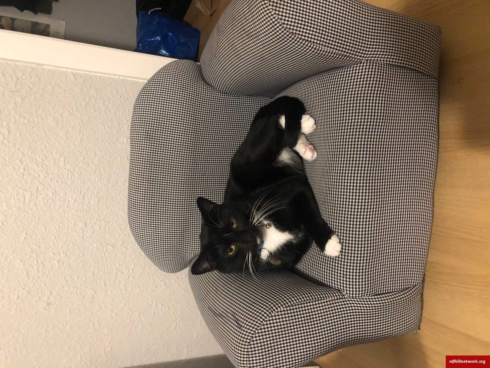 Lost cat in New Orleans, LA, 70119