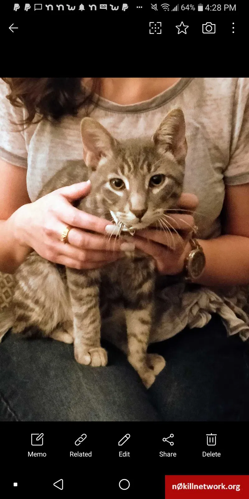Lost cat in Lafayette, LA, 70503