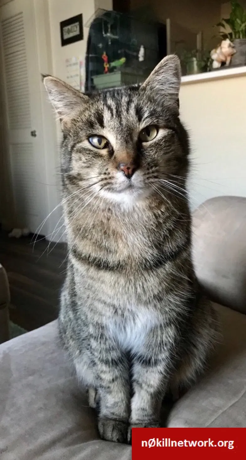 Lost cat in Reno, NV, 89521