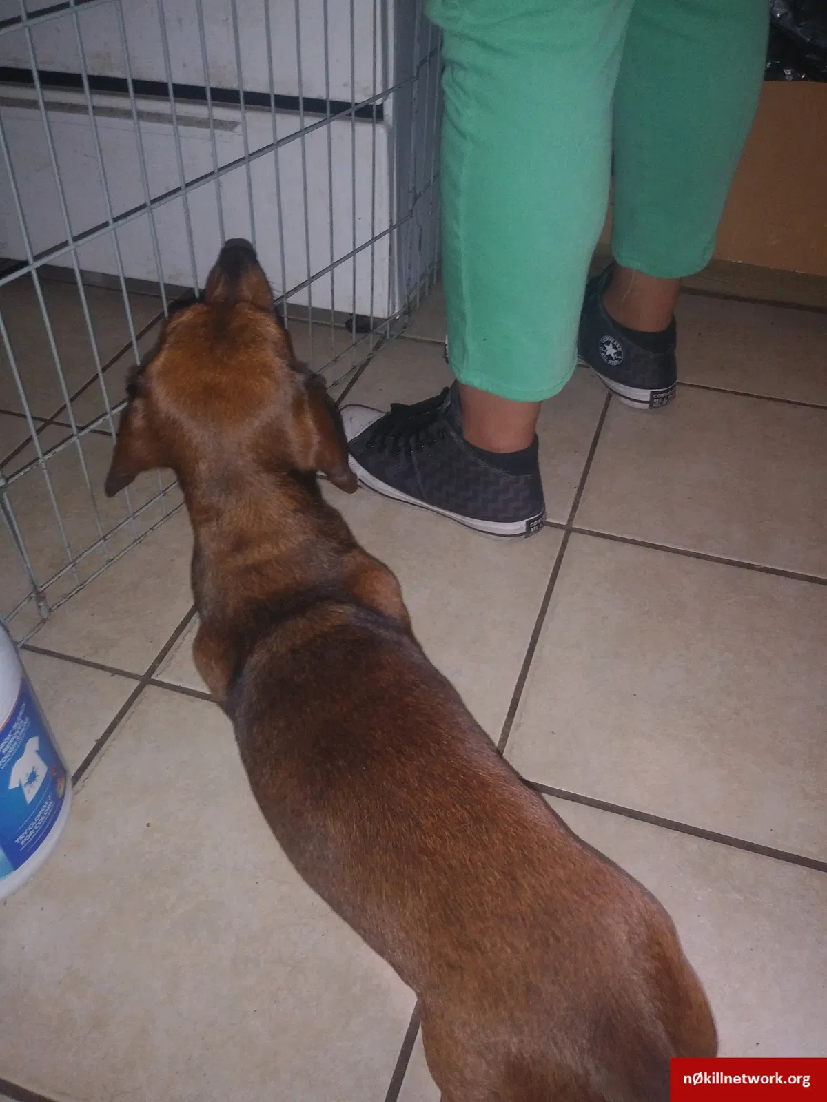 Lost dog in Corpus Christi, TX, 78405