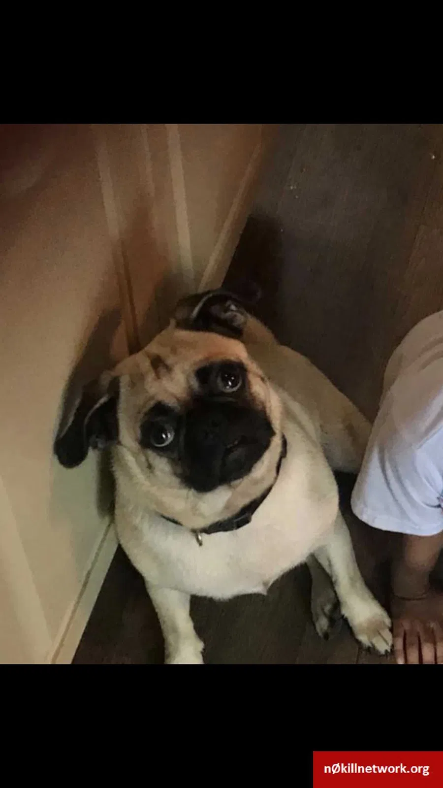 Lost dog in Mart, TX, 76664
