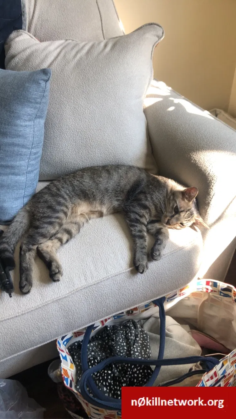 Lost cat in Columbus, OH, 43221