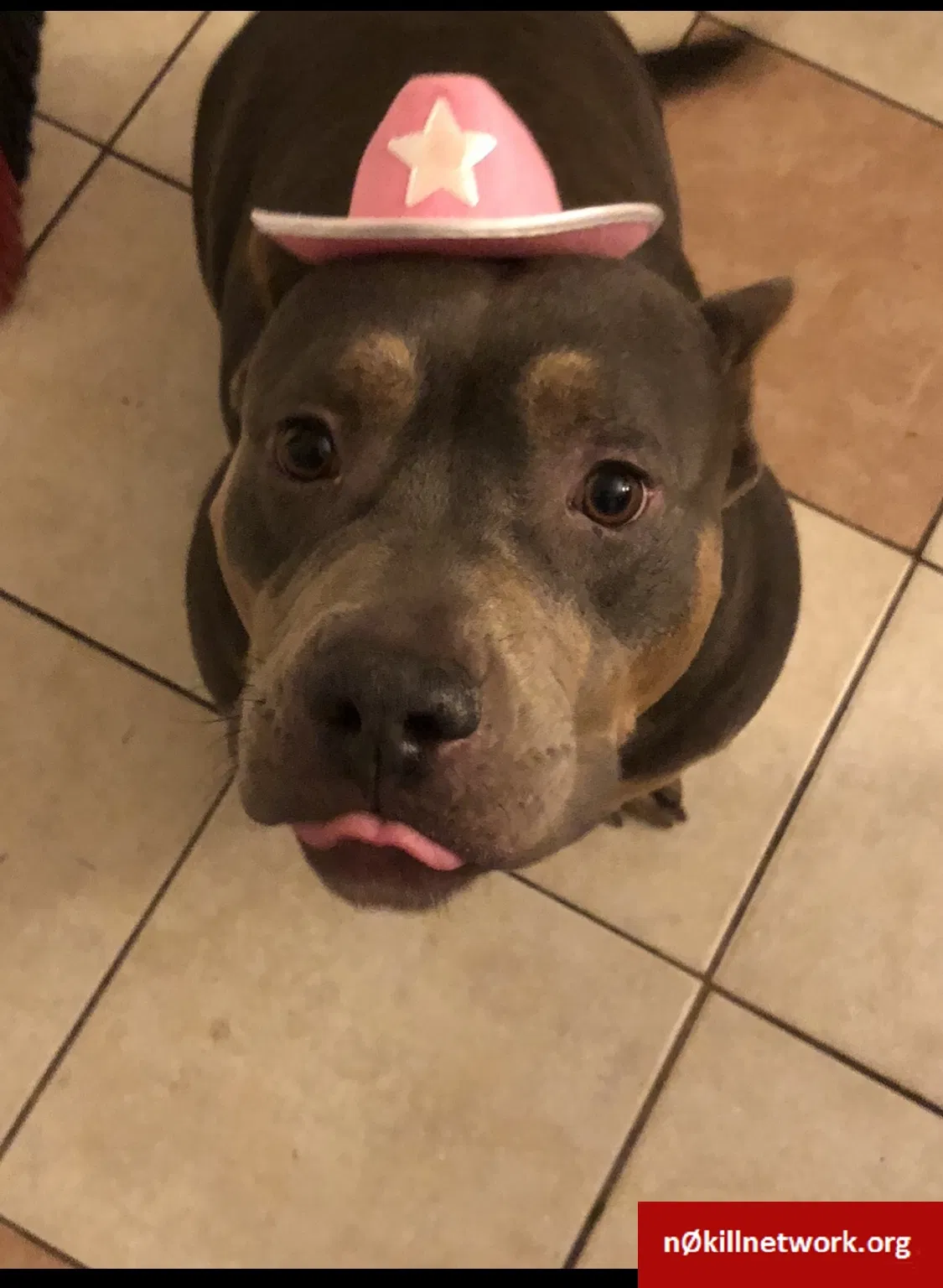 Lost dog in Tulsa, OK, 74115