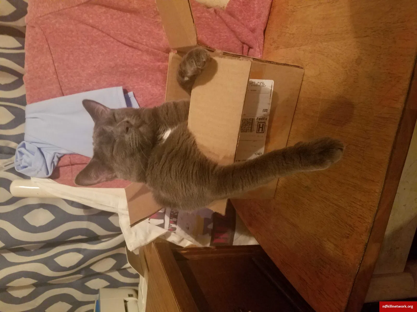 Lost cat in York, PA, 17401