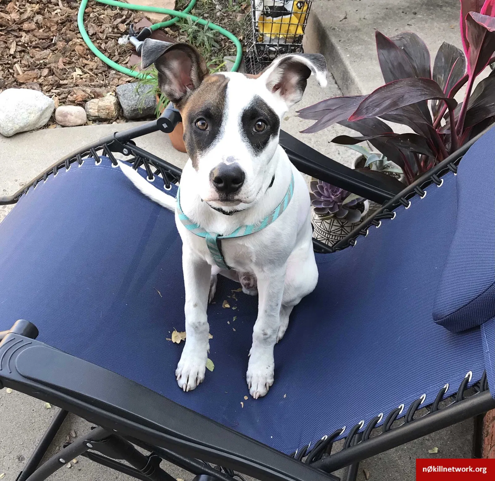 Found dog in Albuquerque, NM, 87106