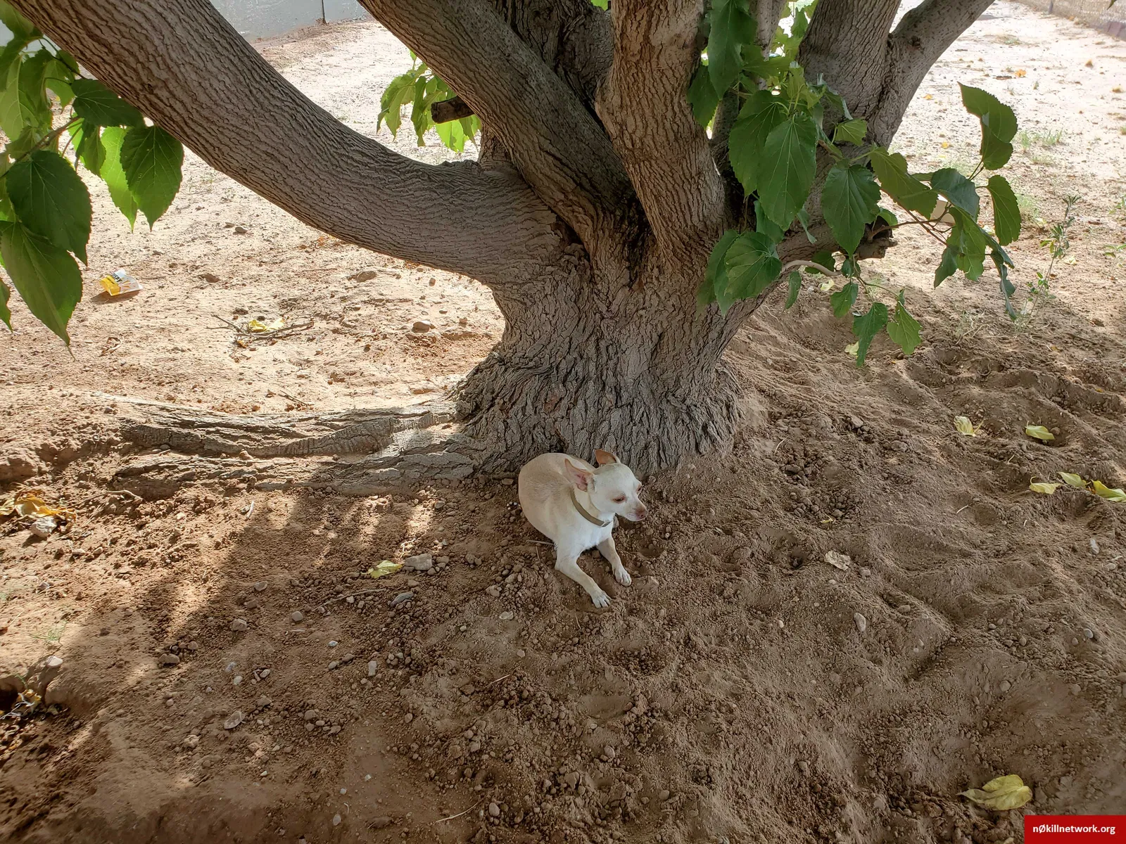 Lost dog in Chaparral, NM, 88081