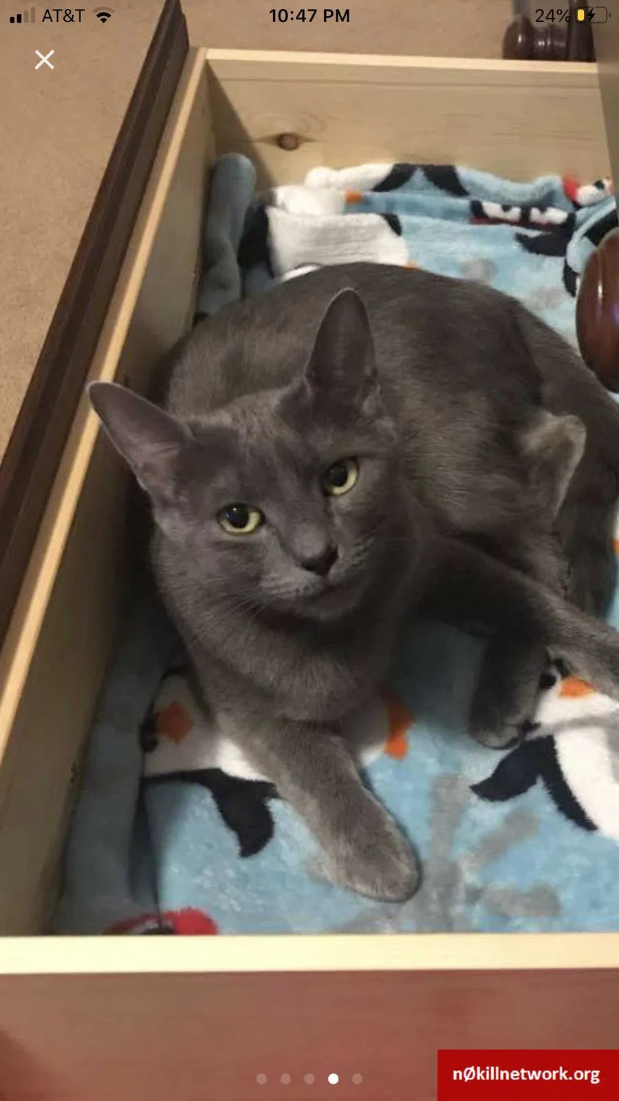 Lost cat in Vancouver, WA, 98662
