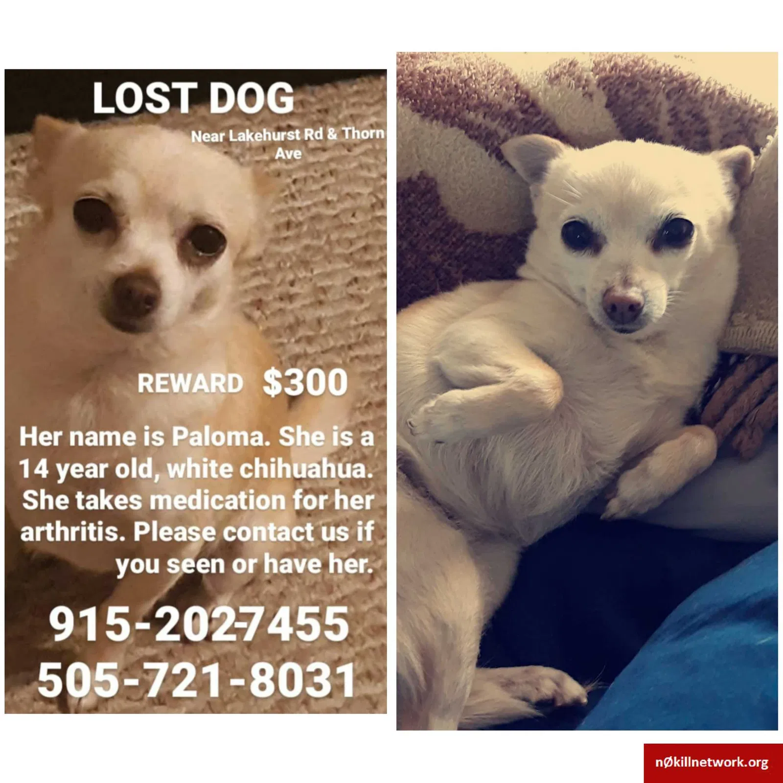 Lost dog in El Paso, TX, 79912