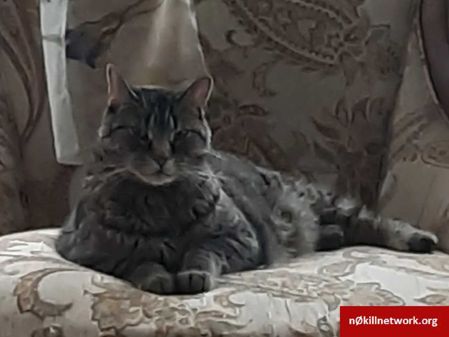 Lost cat in Paulsboro, NJ, 8066