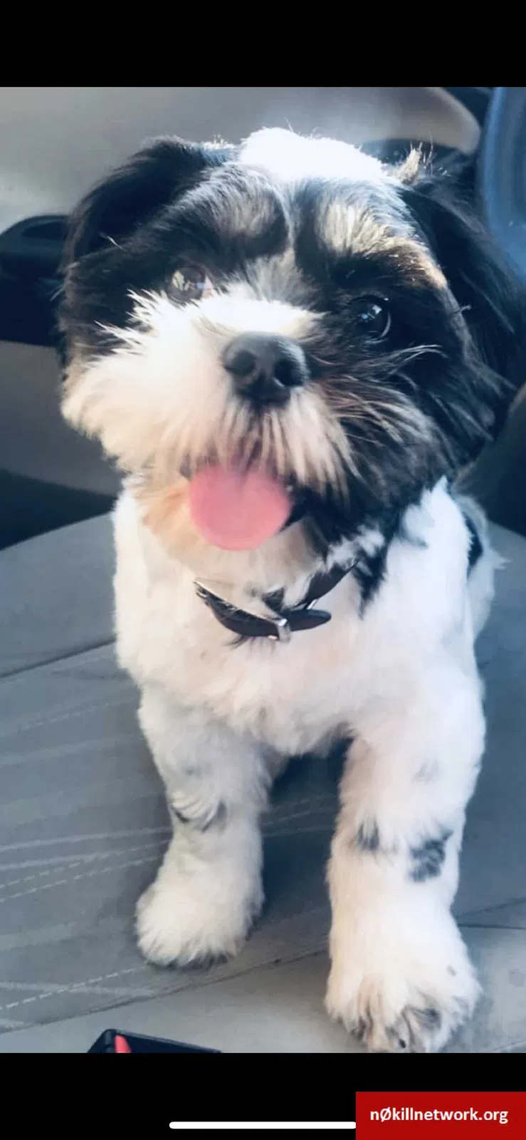Lost dog in Chicago, IL, 60617