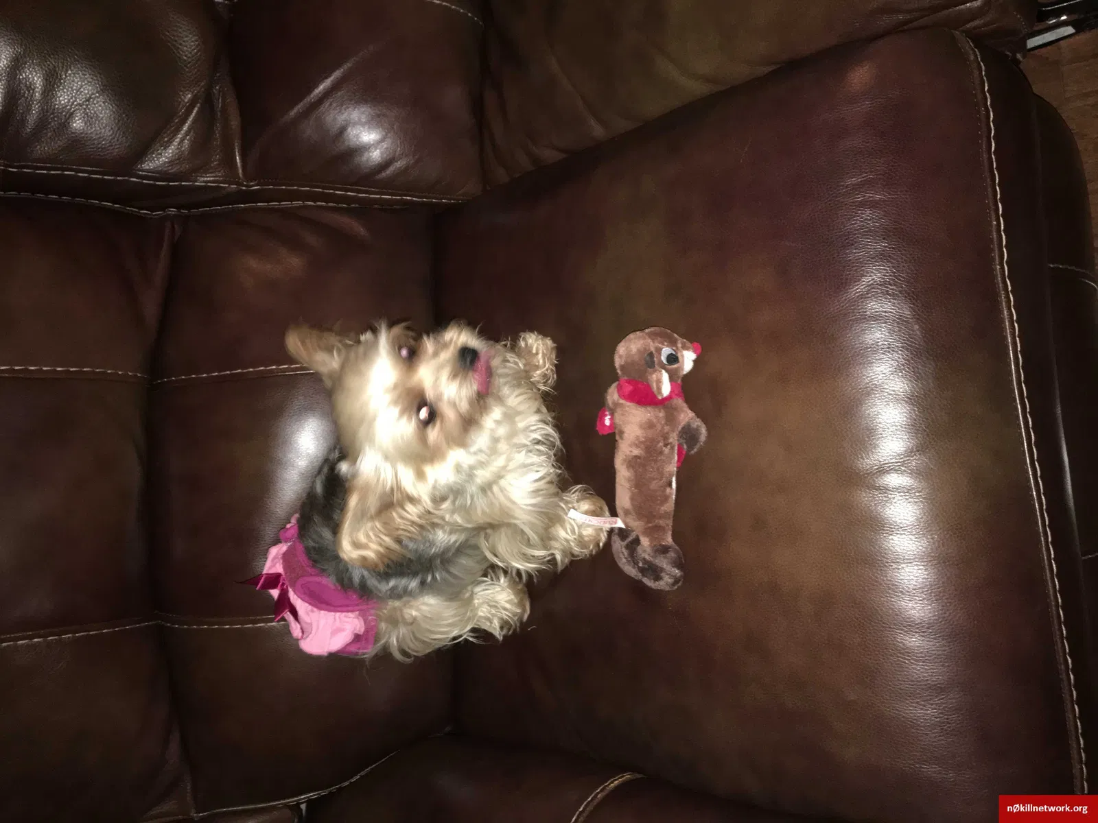 Lost dog in Burleson, TX, 76028