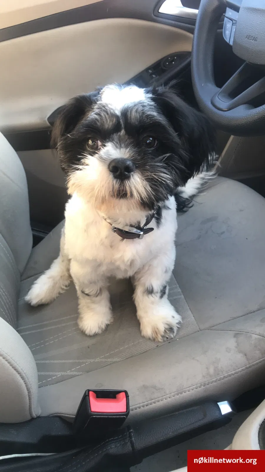 Lost dog in Chicago, IL, 60617