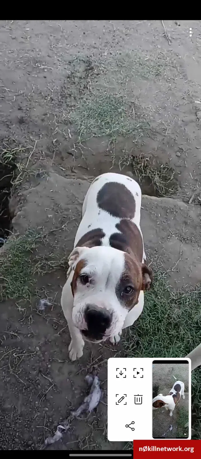 Lost dog in Bakersfield, CA, 93307