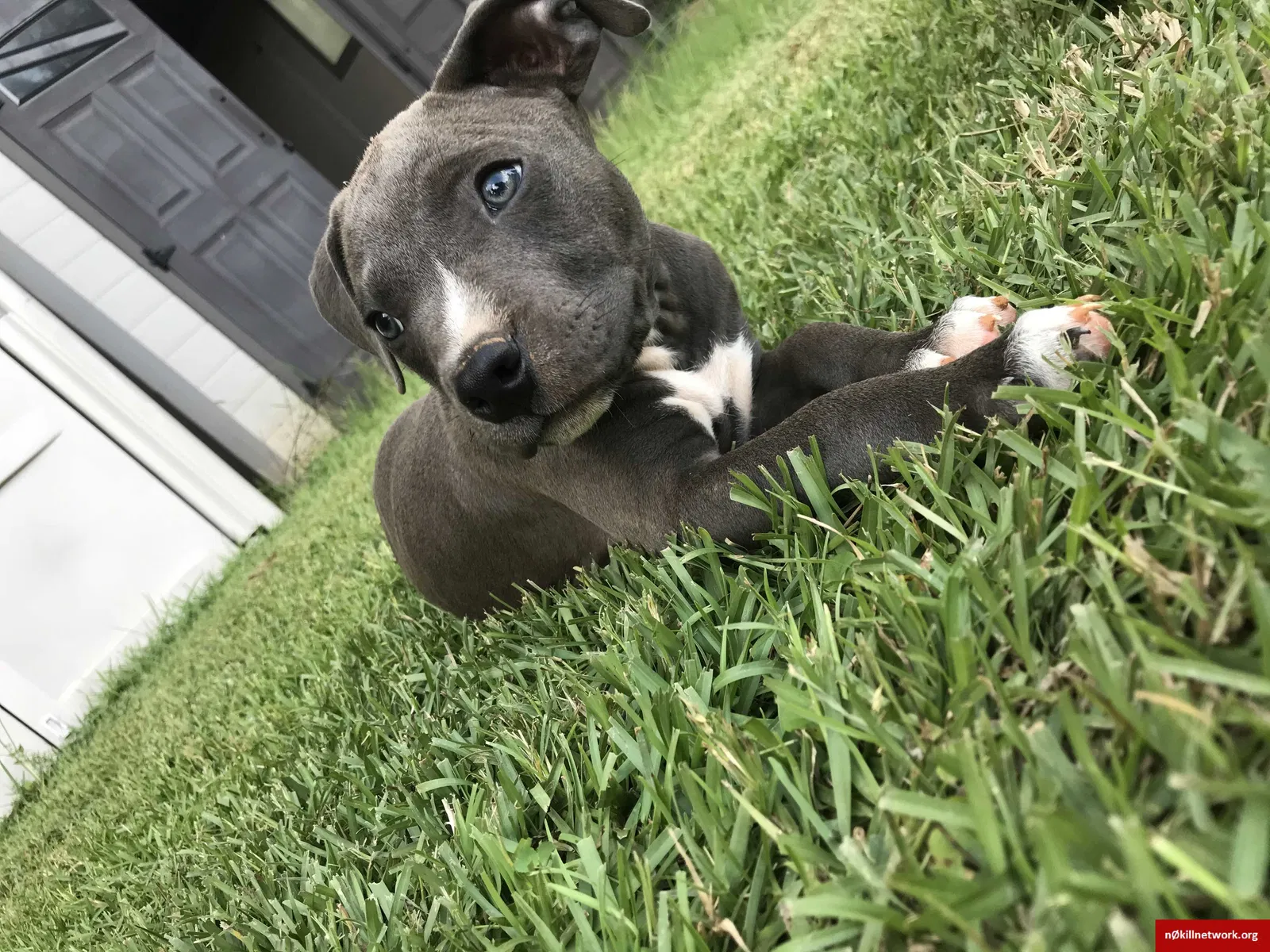 Lost dog in Gray Court, SC, 29645