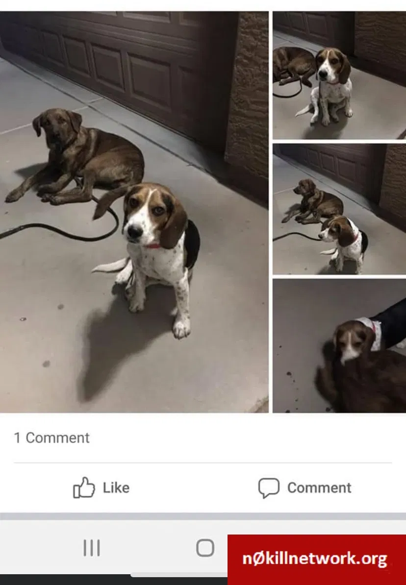 Lost dog in San Tan Valley, AZ, 85140