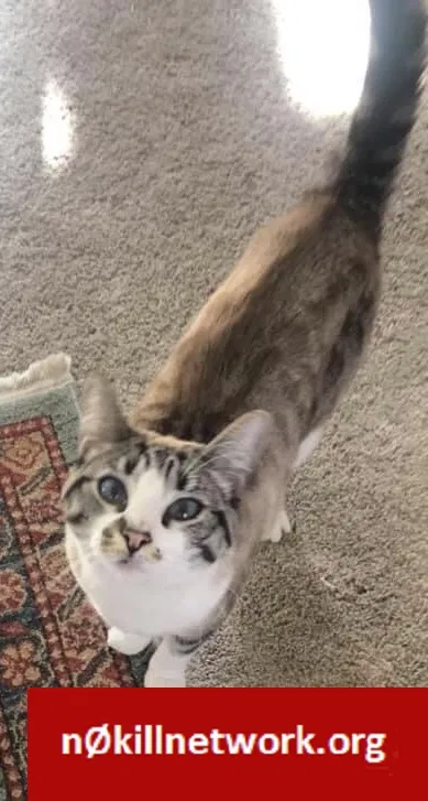 Lost cat in Santa Cruz, CA, 95065