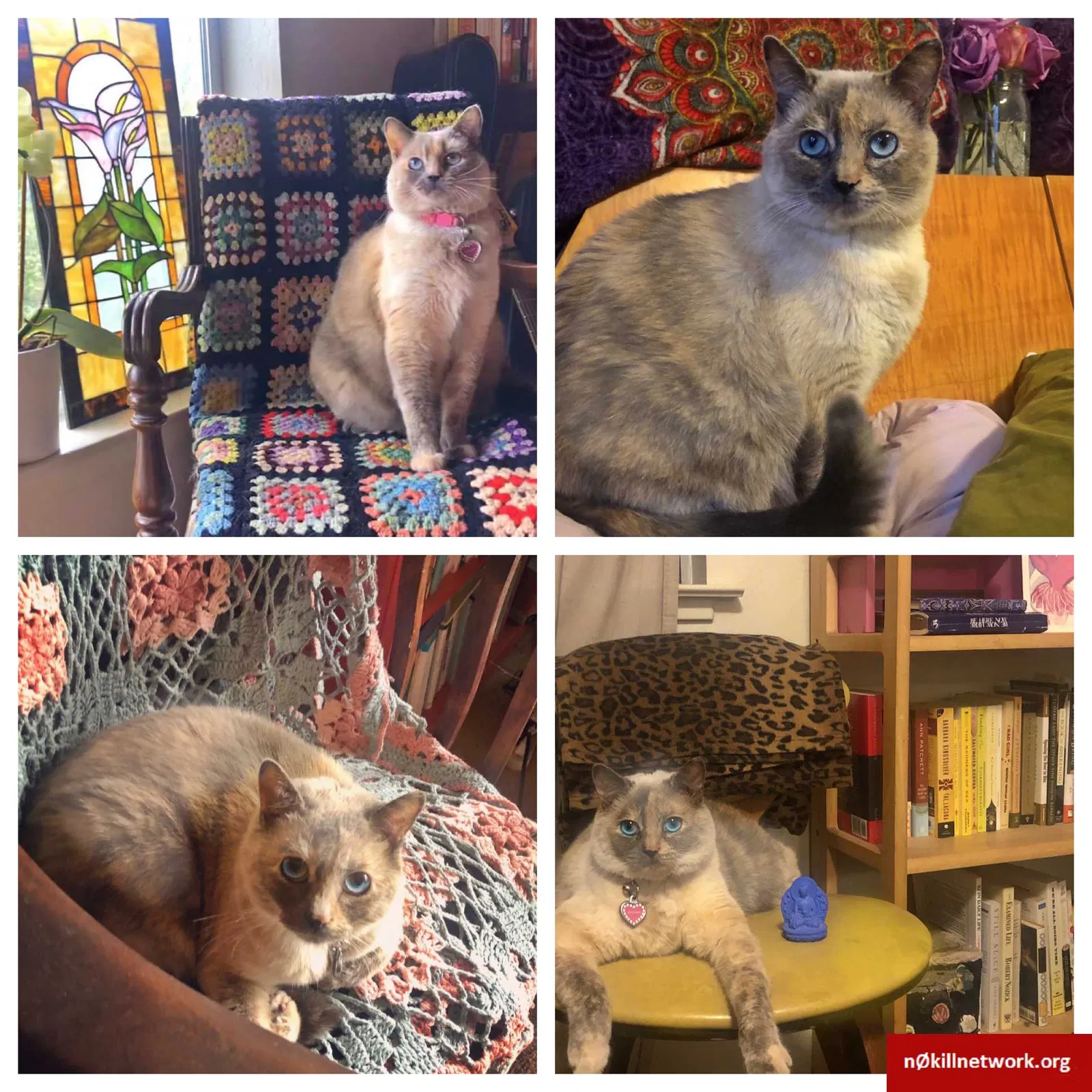 Lost cat in Soquel, CA, 95073