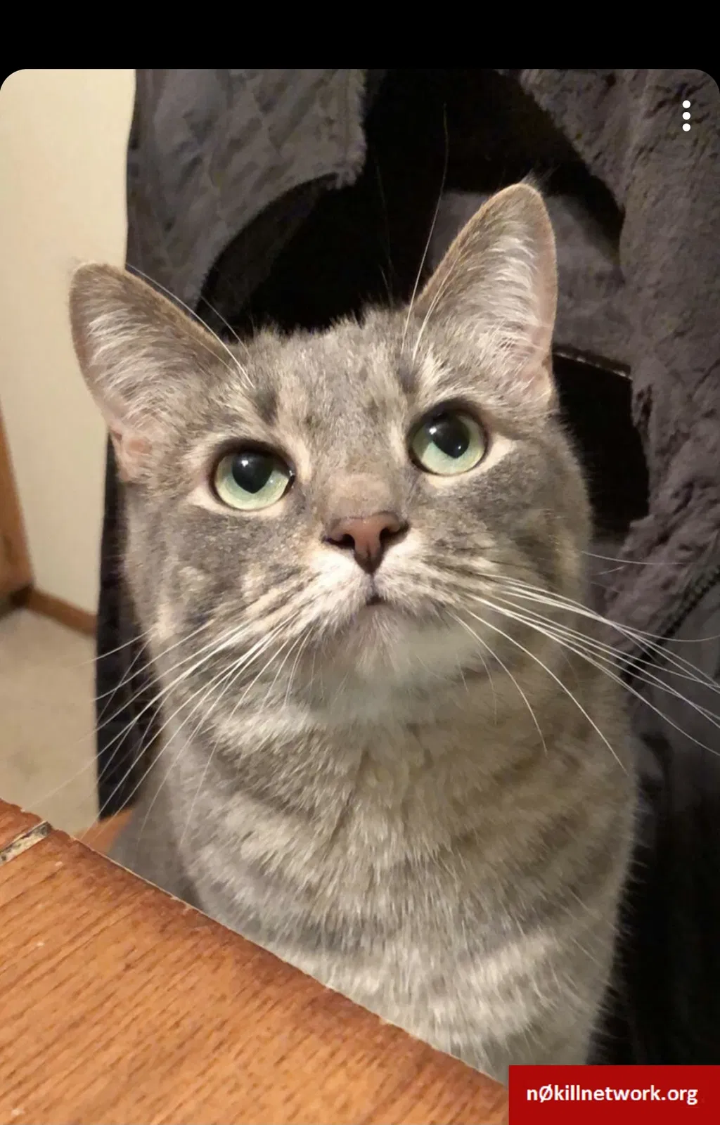Lost cat in Pewaukee, WI, 53072