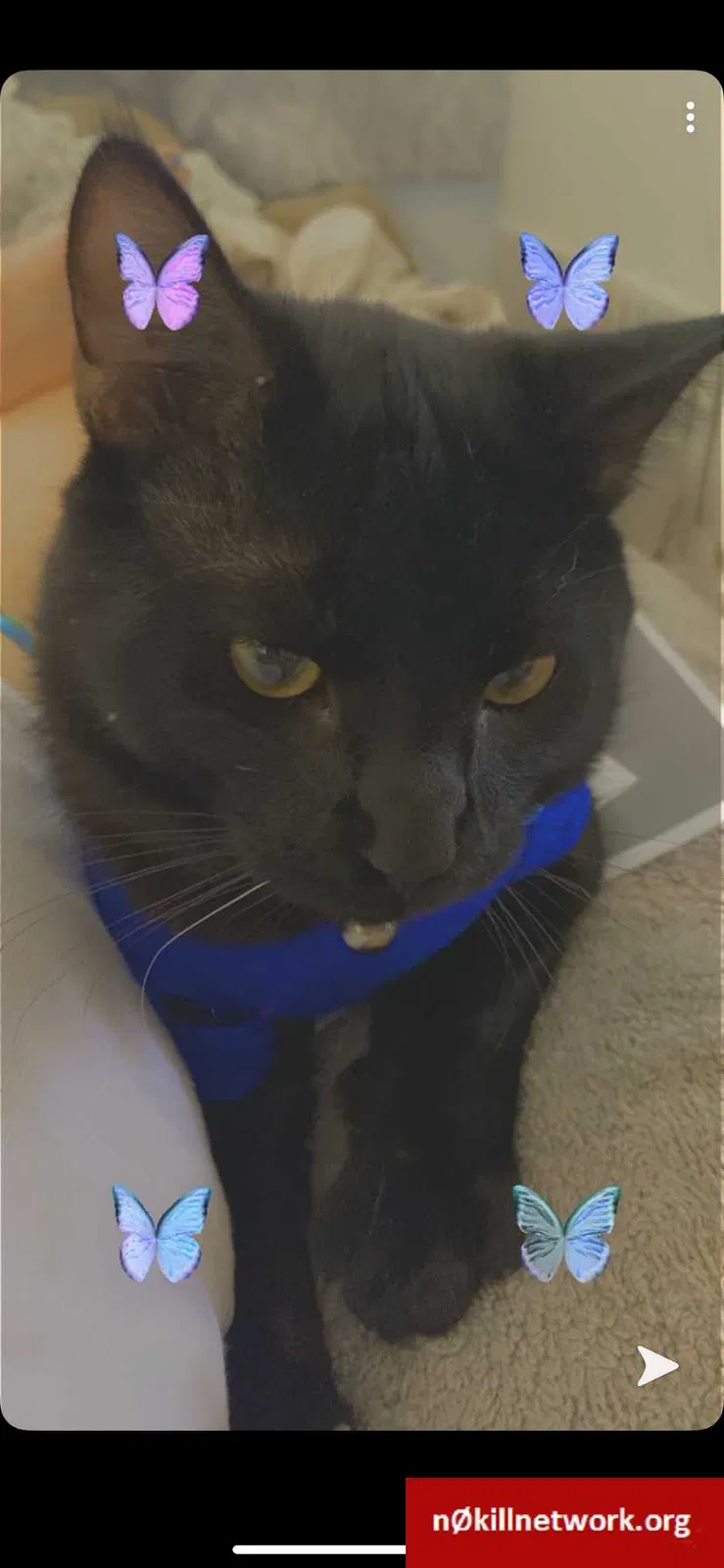 Lost cat in Los Angeles, CA, 90037