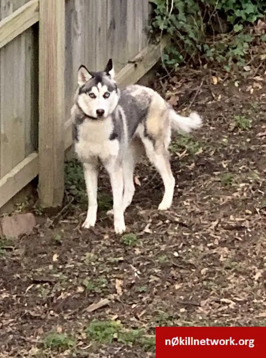 Lost dog in Cordova, TN, 38018