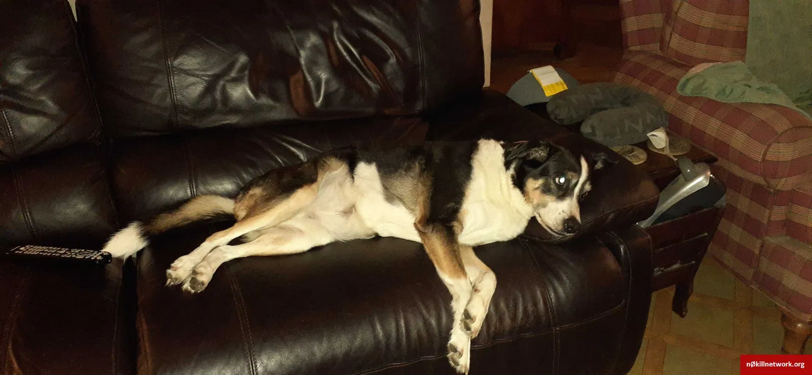 Lost dog in Greensboro, NC, 27406