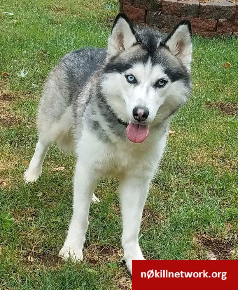 Lost dog in Billings, MO, 65610