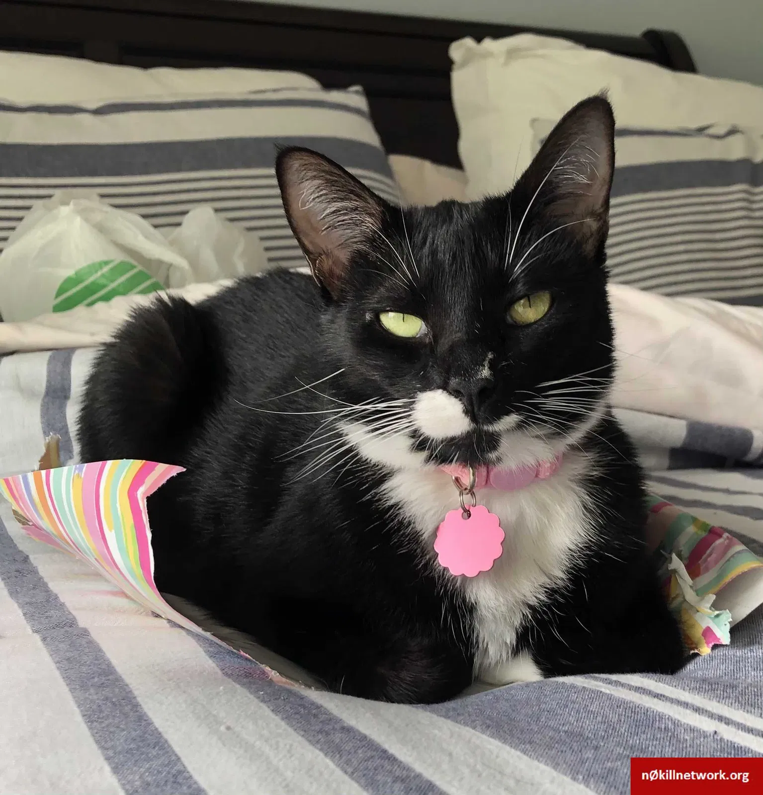 Lost cat in Fort Worth, TX, 76148