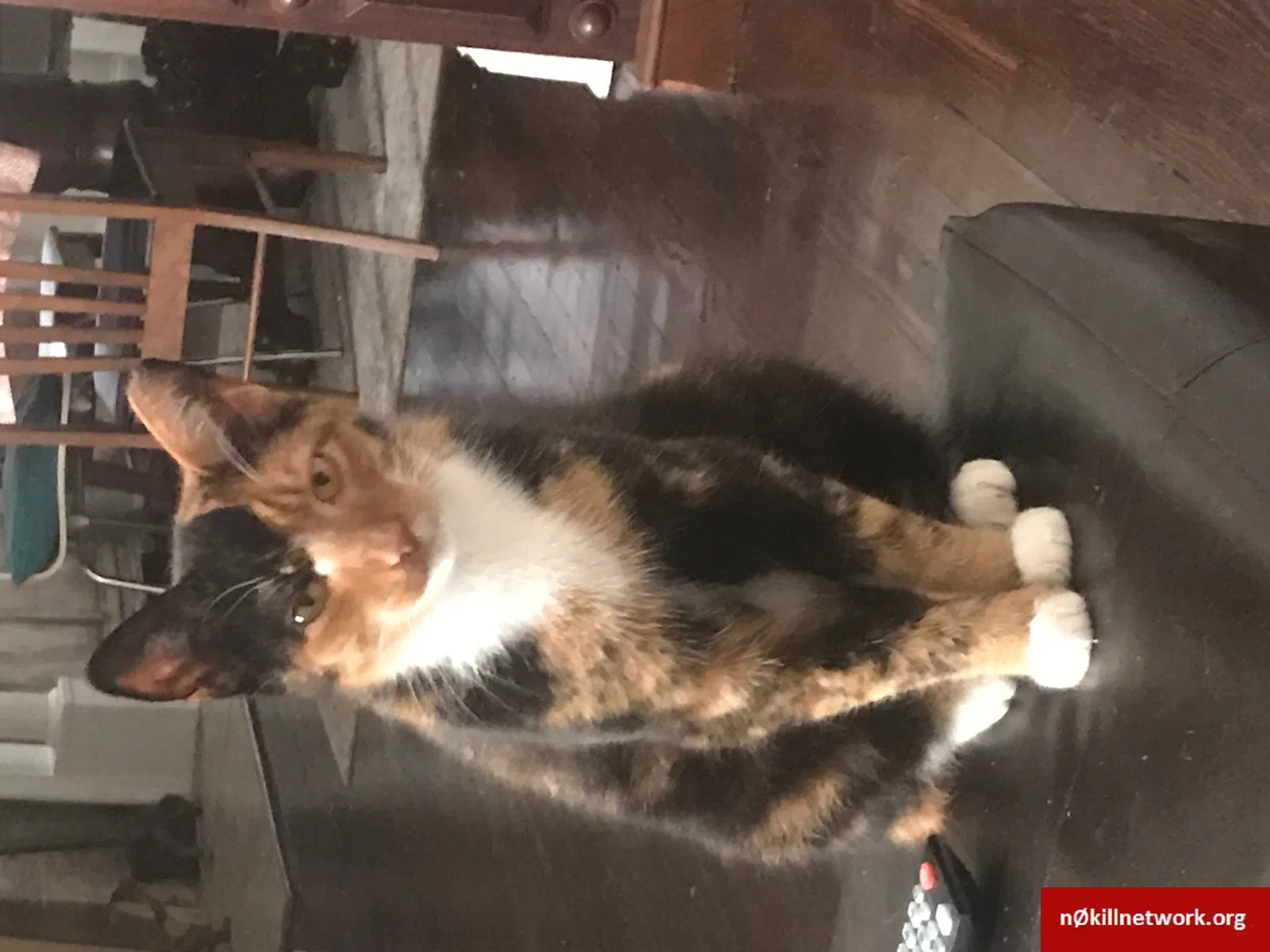 Lost cat in Richmond, VA, 23222