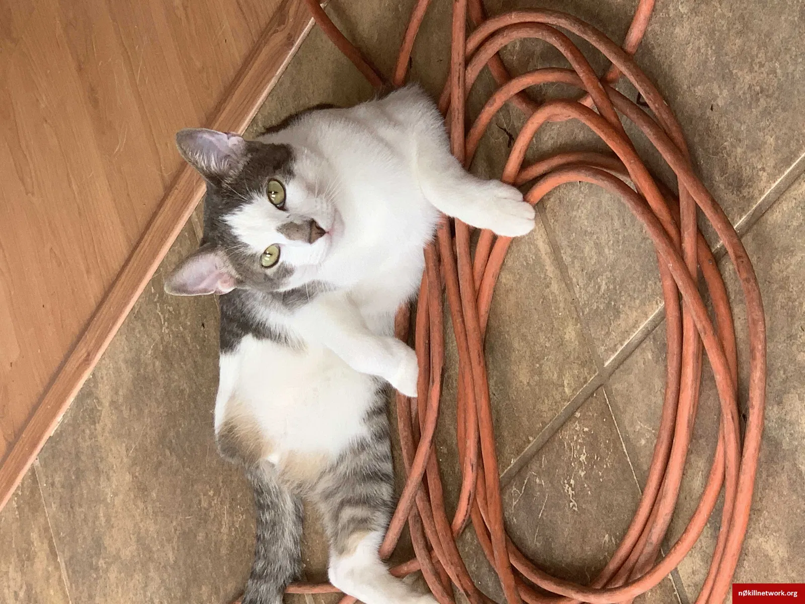 Lost cat in Austin, TX, 78734