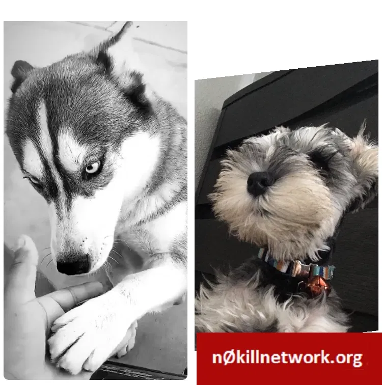 Lost dog in San Diego, CA, 92113