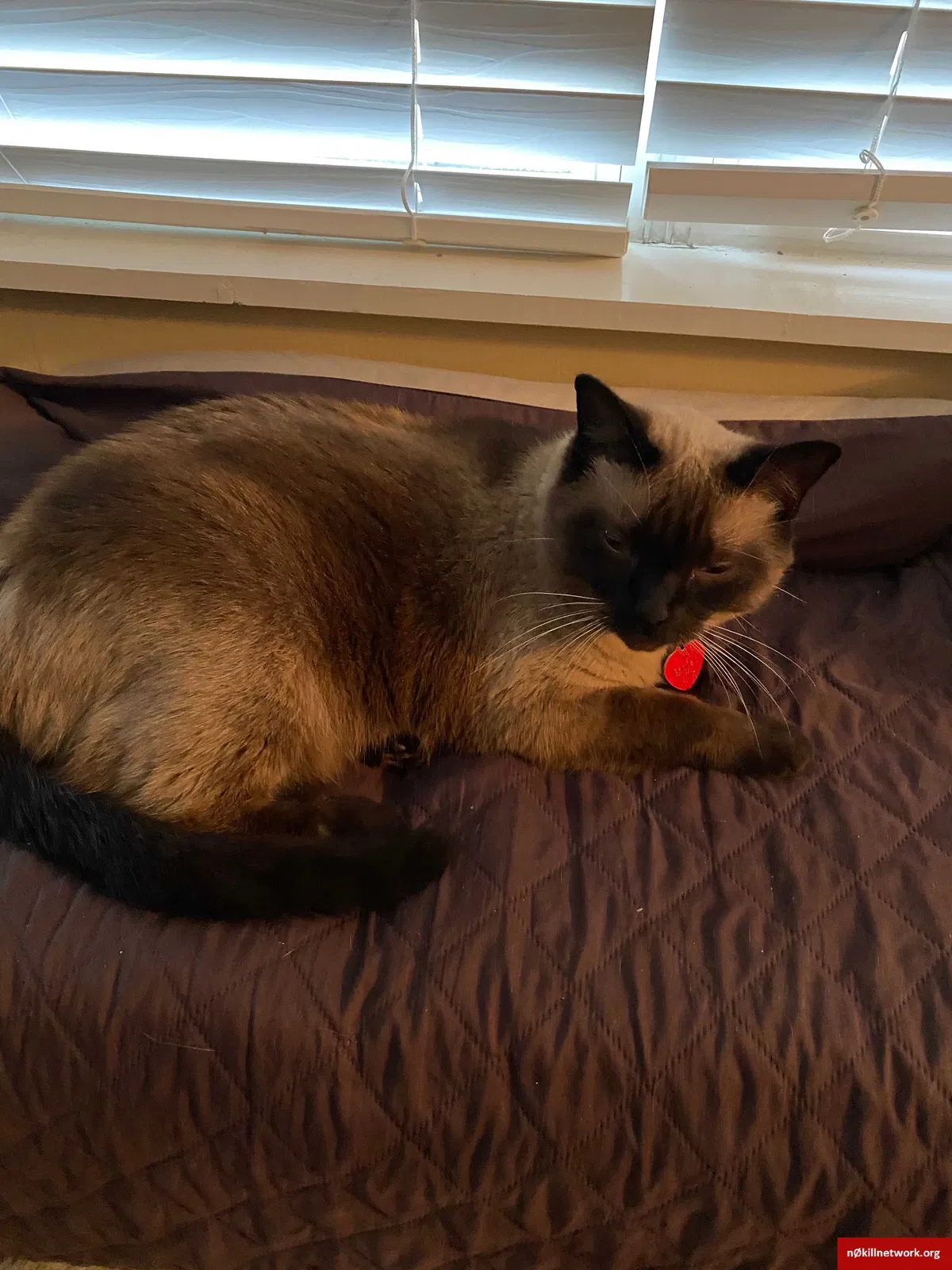 Lost cat in Middletown, OH, 45042