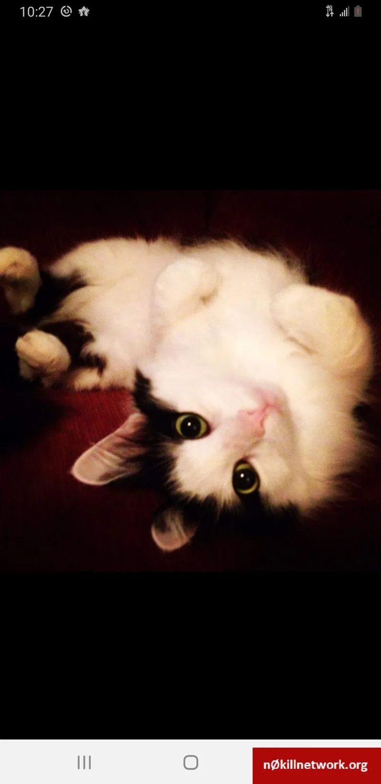 Lost cat in Troy, NY, 12180