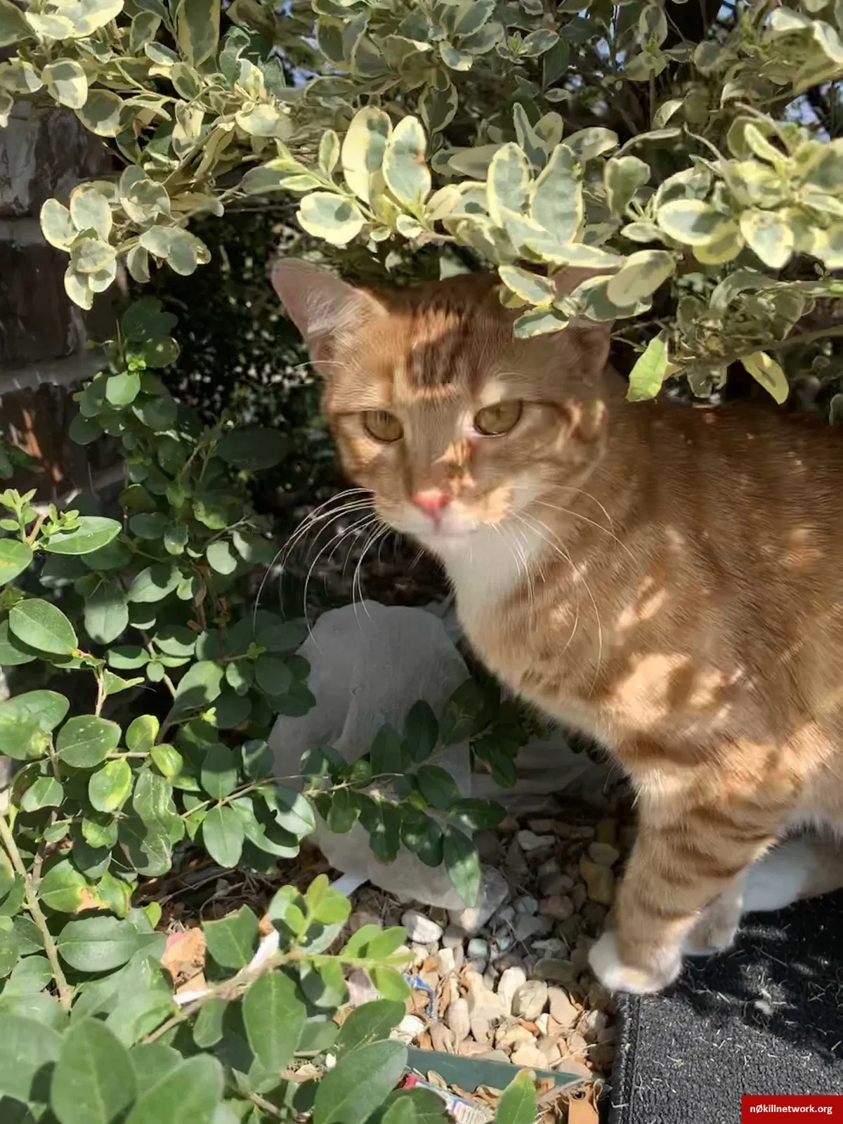 Lost cat in Collinsville, OK, 74021