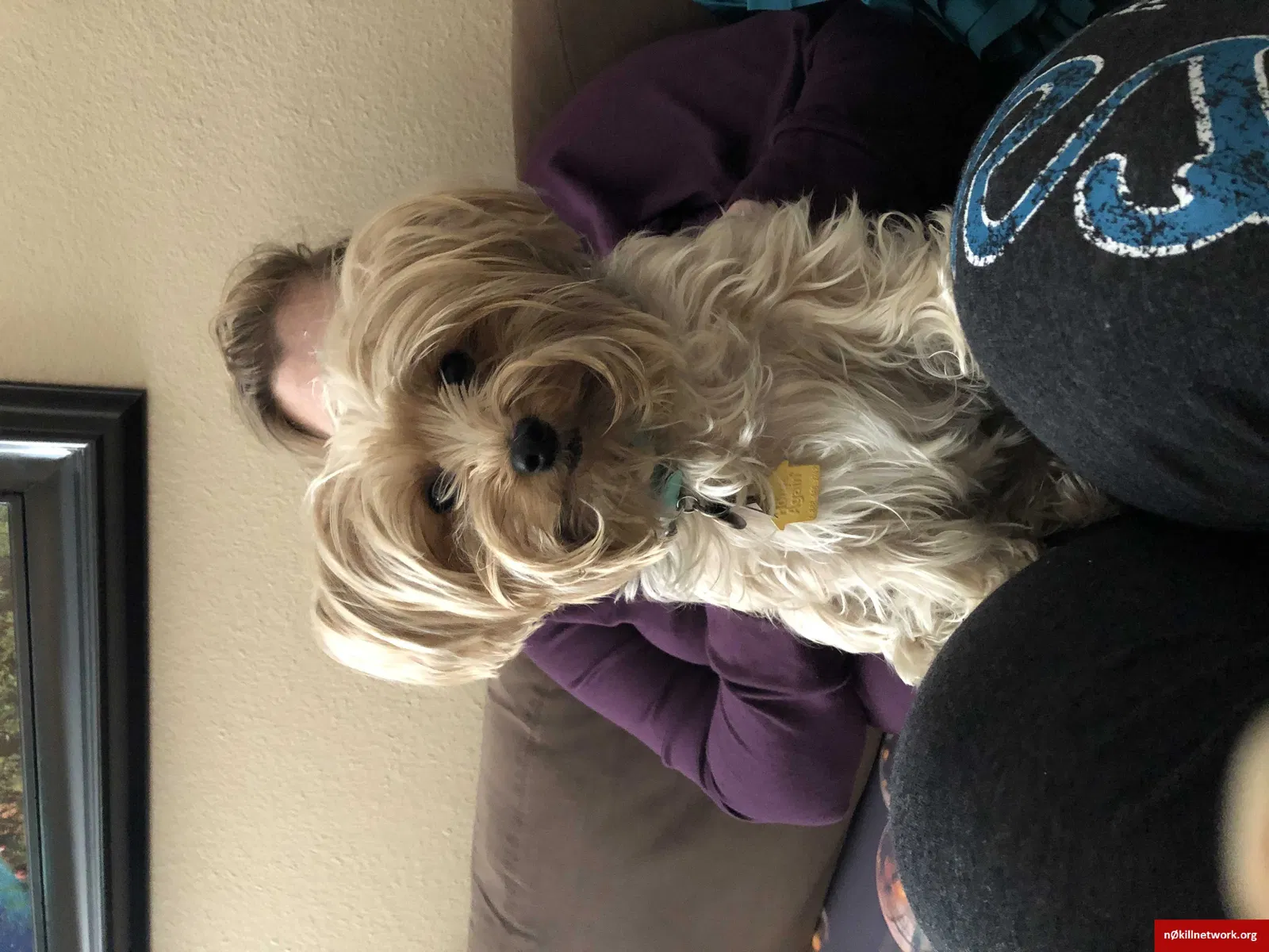 Lost dog in San Diego, CA, 92127