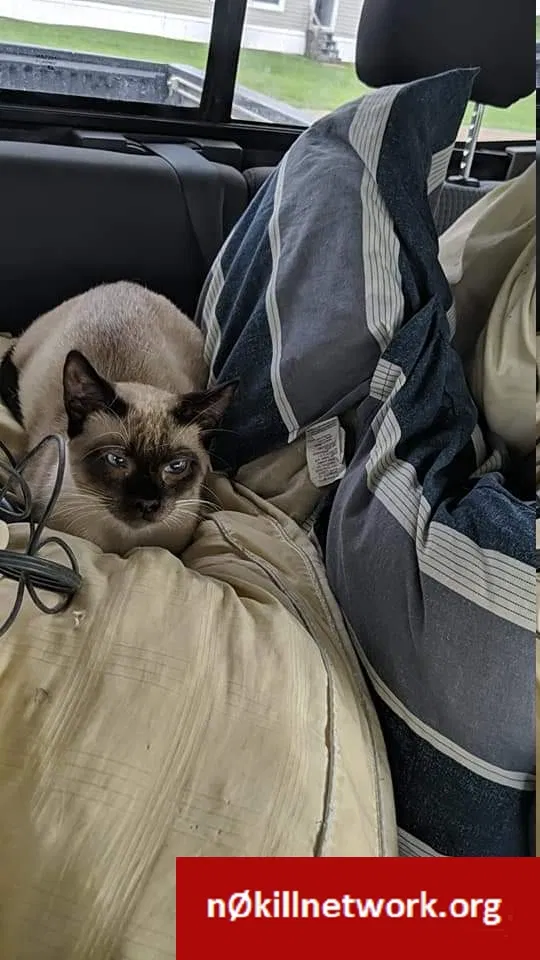 Lost cat in Abbeville, LA, 70510