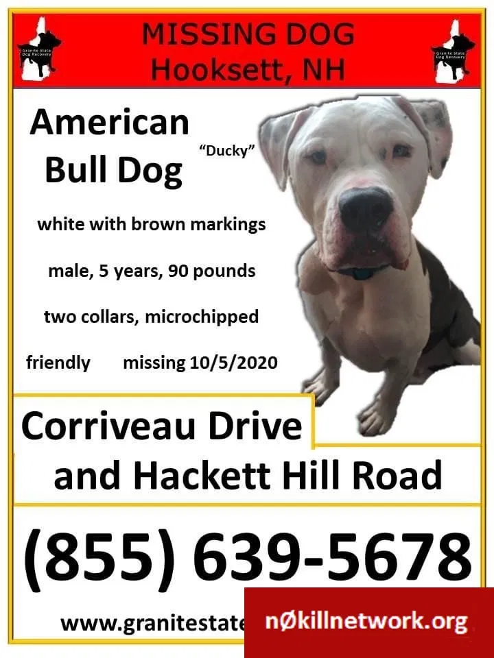 Lost dog in Hooksett, NH, 3106
