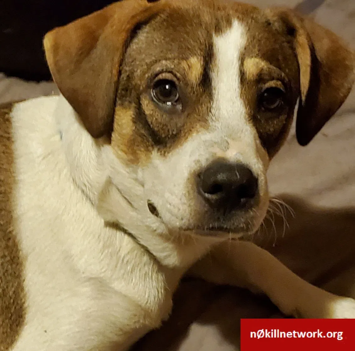 Lost dog in Saint Louis, MO, 63111