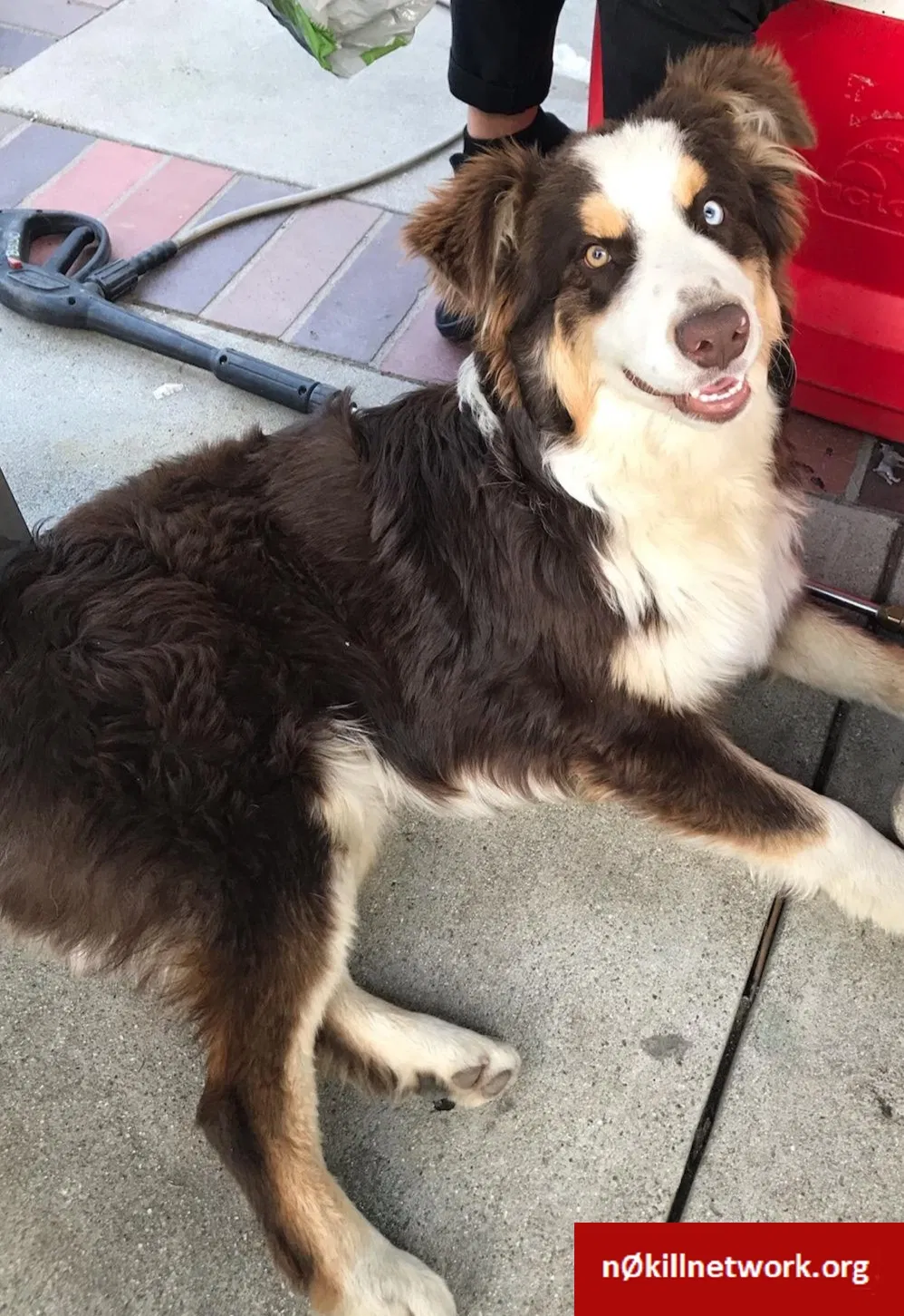 Lost dog in Ontario, CA, 91762