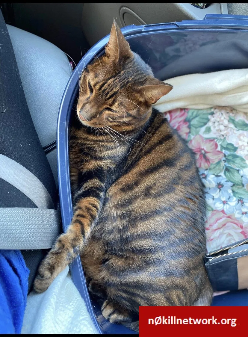 Lost cat in Spokane, WA, 99224