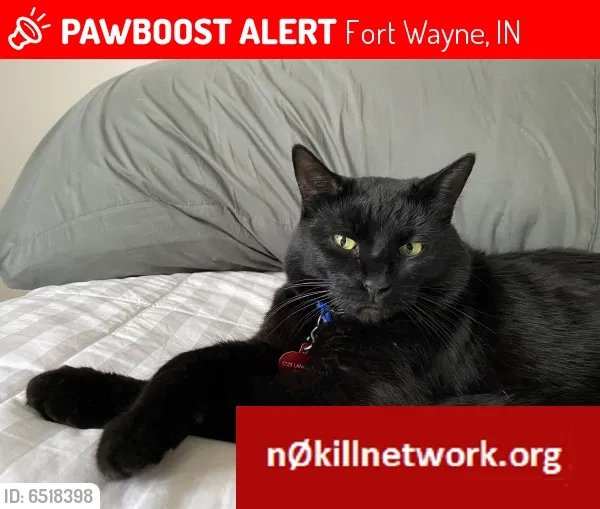 Lost cat in Fort Wayne, IN, 46807
