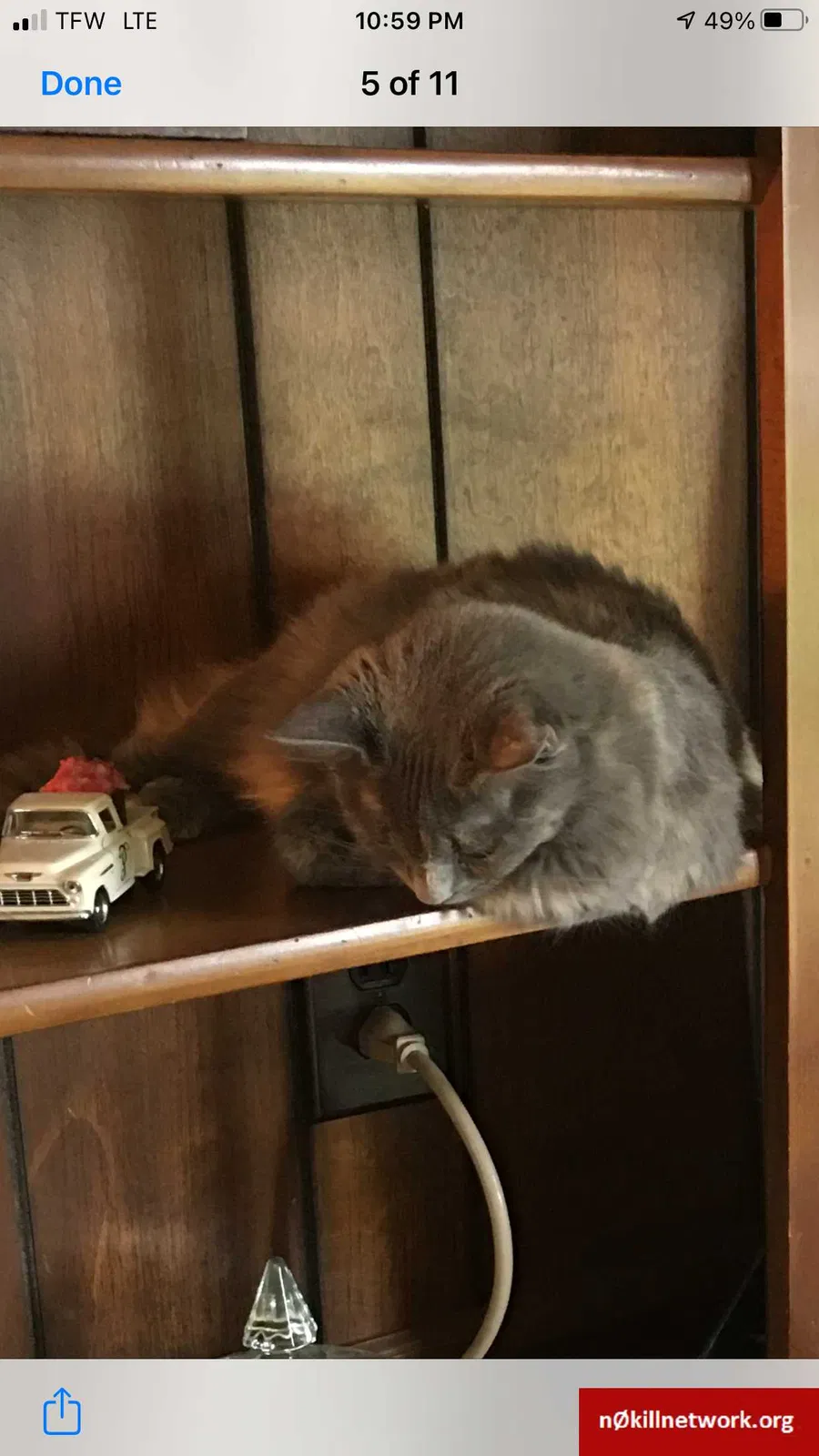 Lost cat in Huntsville, AL, 35803